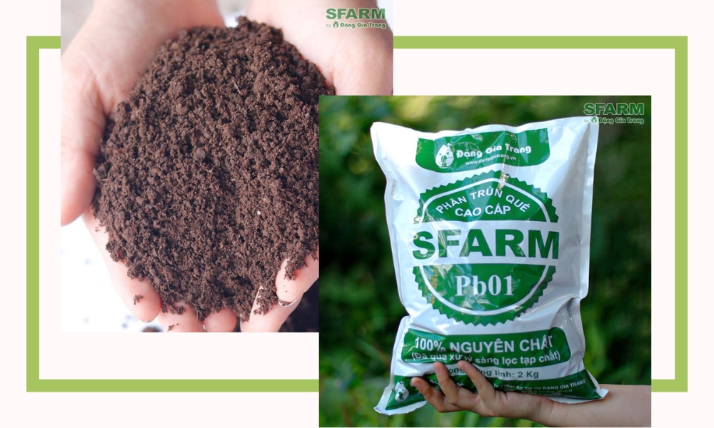 SFARM cung cấp sỉ phân trùn quế uy tín, chất lượng