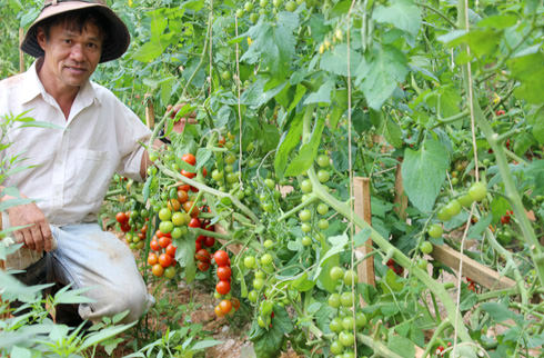 làm giàu với dâu tây - phân trùn quế