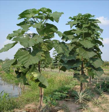 Cây Hông Paulownia  Triển vọng làm giàu bền vững  Sfarm