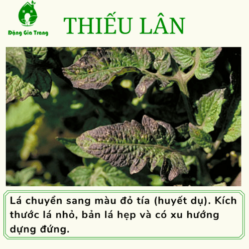 Thieu Dinh Duong (2)
