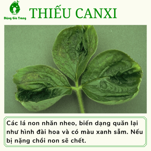 Thieu Dinh Duong (4)