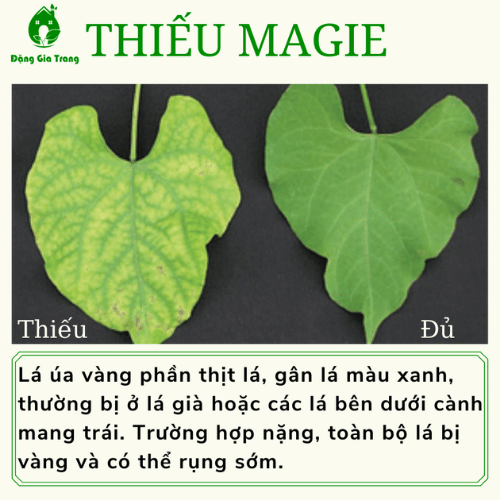 Thieu Dinh Duong (5)