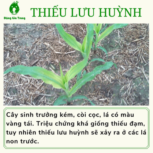 Thieu Dinh Duong (6)