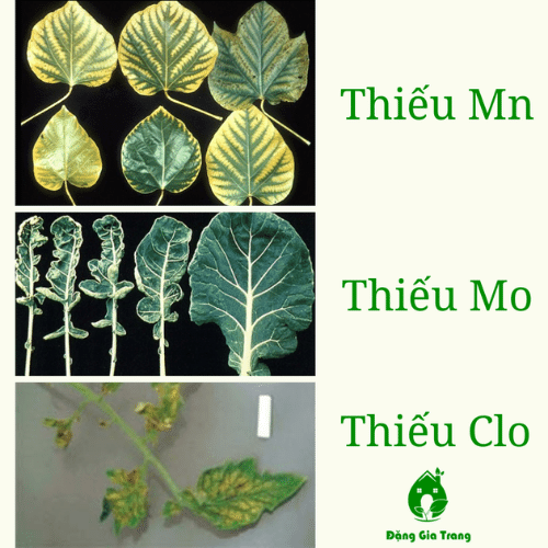 Thieu Dinh Duong (8)