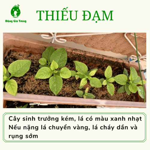 Thieu Dinh Duong