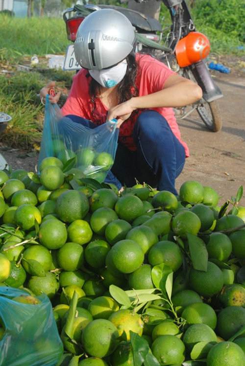 Cam xoàn là loại trái cây được ưa chuộng