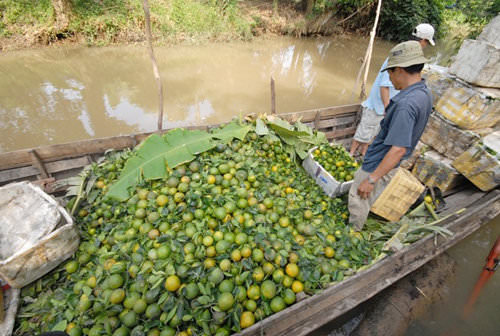 Thương lái thu mua cam xoàn