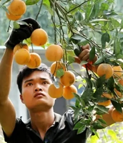 Những tỷ phú trồng cam ở Cao Phong