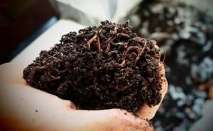 vai trò của vi khuẩn trong phân trùn quế