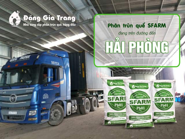 phan-trun-que-sfarm-container-di-hai-phong