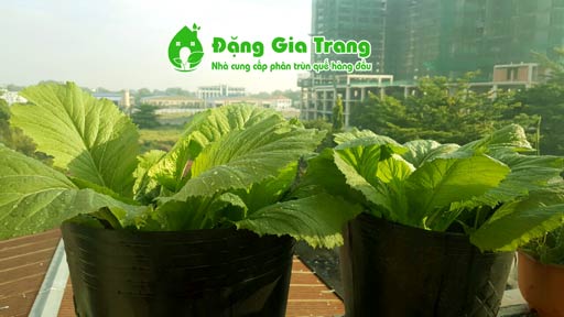 tai-sao-nen-su-dung-phan-trun-que-de-trong-rau-sach-2