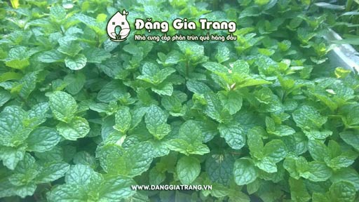 tai-sao-nen-su-dung-phan-trun-que-de-trong-rau-sach