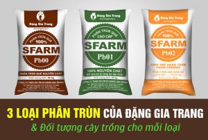 Dang-Gia-Trang-co-3-loai-phan-trun-que