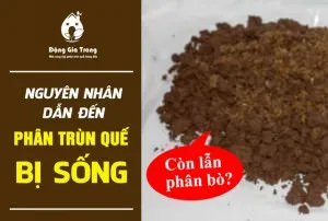 nguyen-nhan-dan-den-phan-trun-que-bi-song