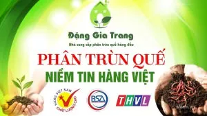 phan-trun-que-DGT