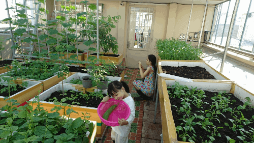 Vườn rau sạch trên sân thượng