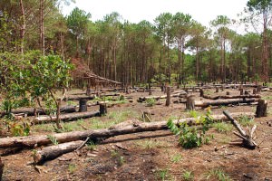 chặt phá rừng