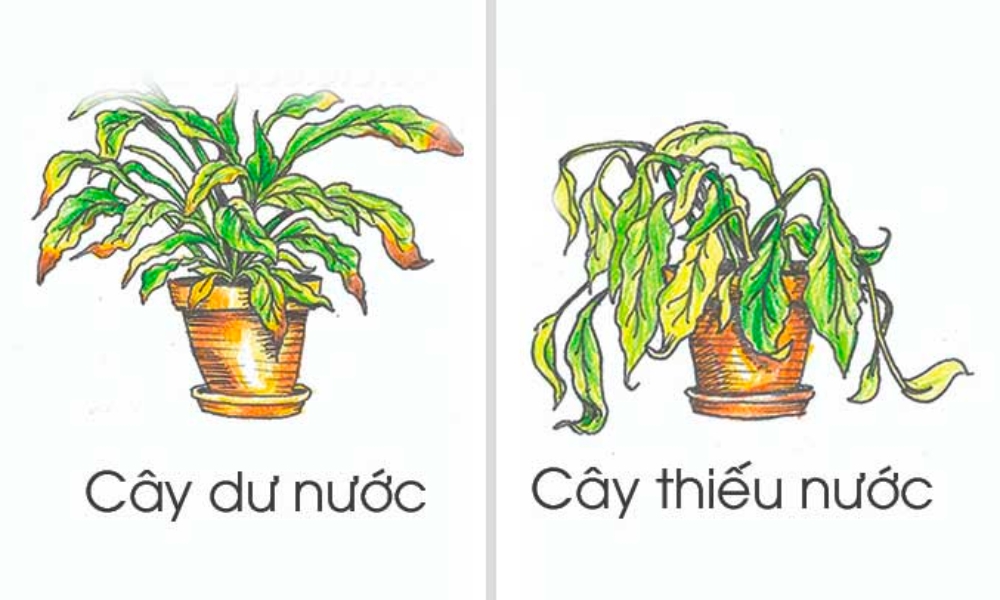 Xây dựng hệ thống thoát nước tốt cho cây mai