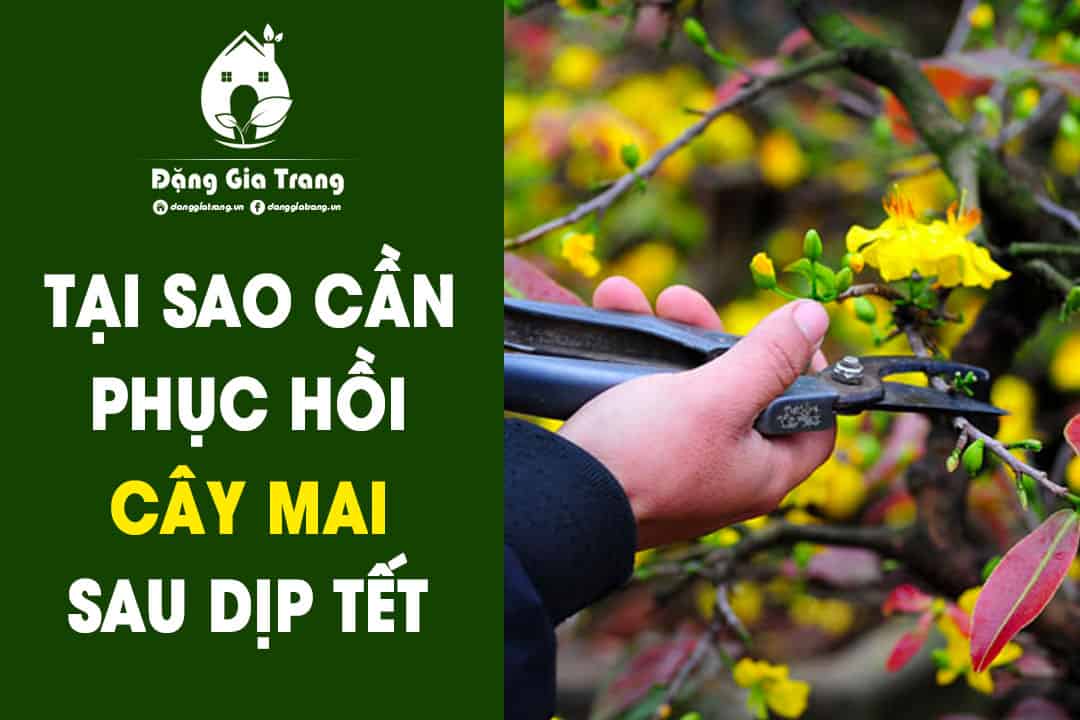 Tại sao cần phục hồi cây mai sau Tết?