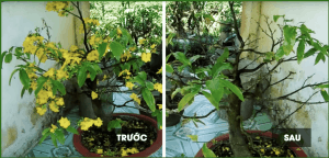 Tỉa cây mai