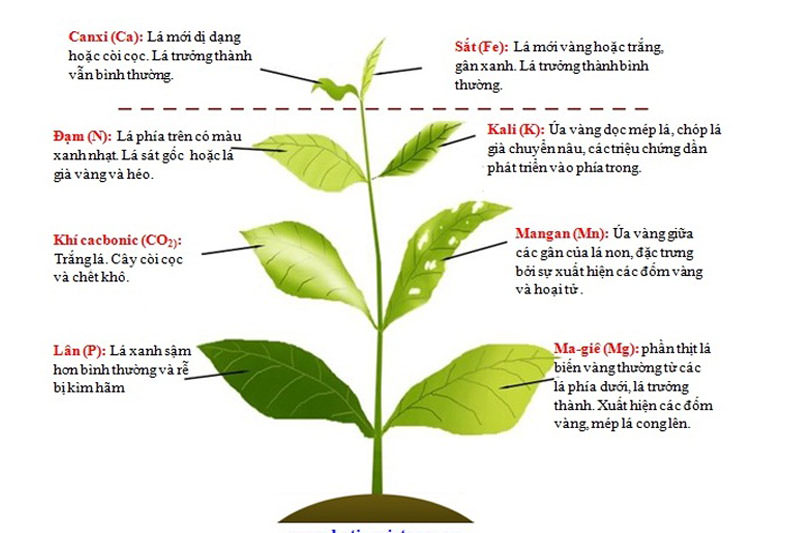 Kết quả hình ảnh cho Vì sao hoa hồng đột nhiên bị héo cành, vàng lá