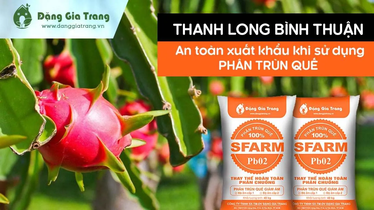 Thanh long Bình Thuận – an toàn xuất khẩu khi dùng phân trùn quế