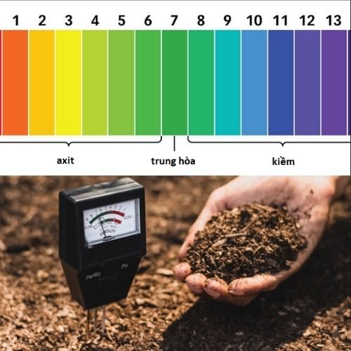 PH đất là gì? Độ pH nào thích hợp cho cây trồng? – Sfarm