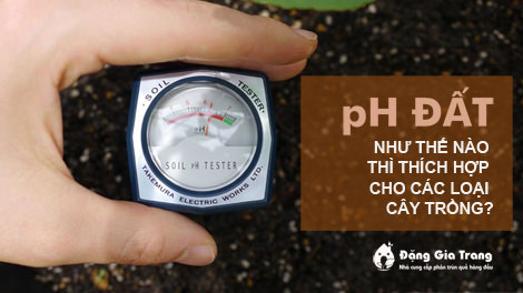 pH đất là gì? Độ pH nào thích hợp cho cây trồng? - Sfarm
