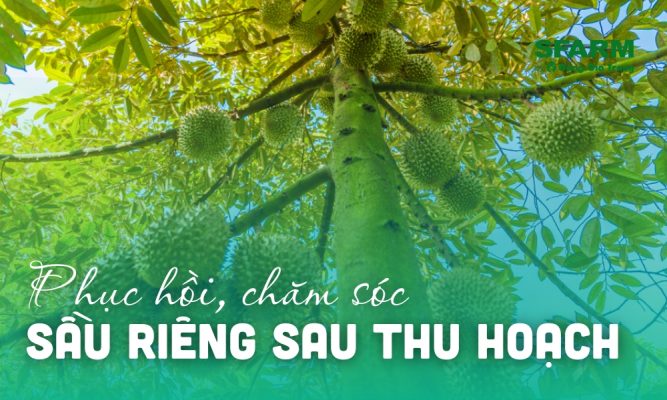 cham soc sau rieng sau thu hoach va phuc hoi sau rieng thumb