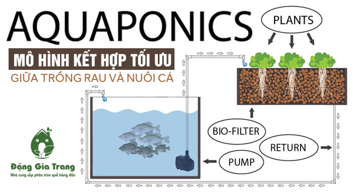 Aquaponics Hệ Thống Tự Trồng Rau Organic rau hữu cơ Nuôi Cá Sạch Tại Nhà