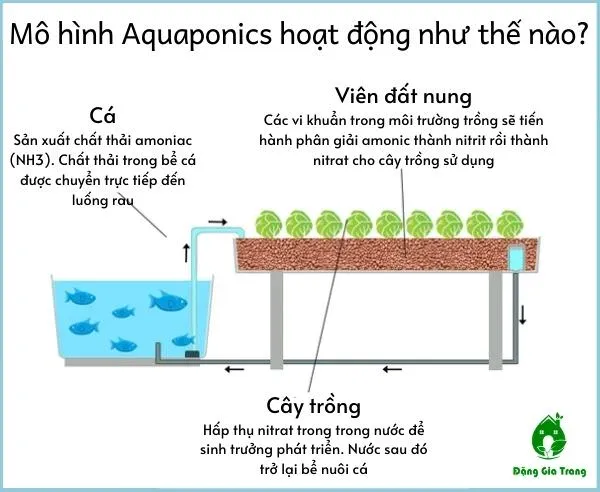 Nguyên lý hoạt động của hệ Aquaponics