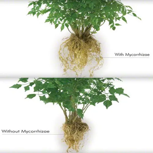 nam-mycorrhizae