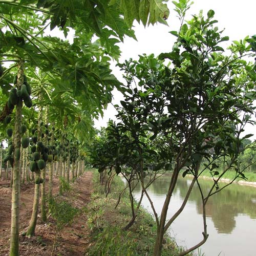 Hệ thống vườn rừng sinh thái  Syntropic agroforestry  TraceVerified