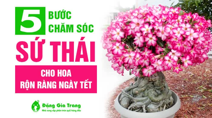 DGT 5 buoc cham soc su Thai