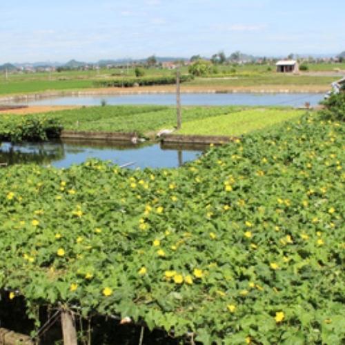 Mô hình vườn ao chuồng VAC giúp nhà nông làm giàu bền vững
