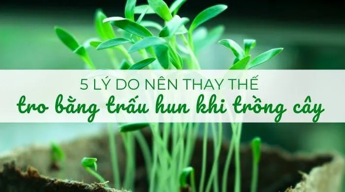 5 lý do thay thế tro bằng trấu hun khi trồng cây