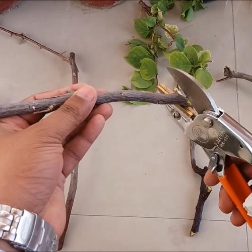 Cách giâm cành hoa giấy đơn giản cho ra rễ tua tủa