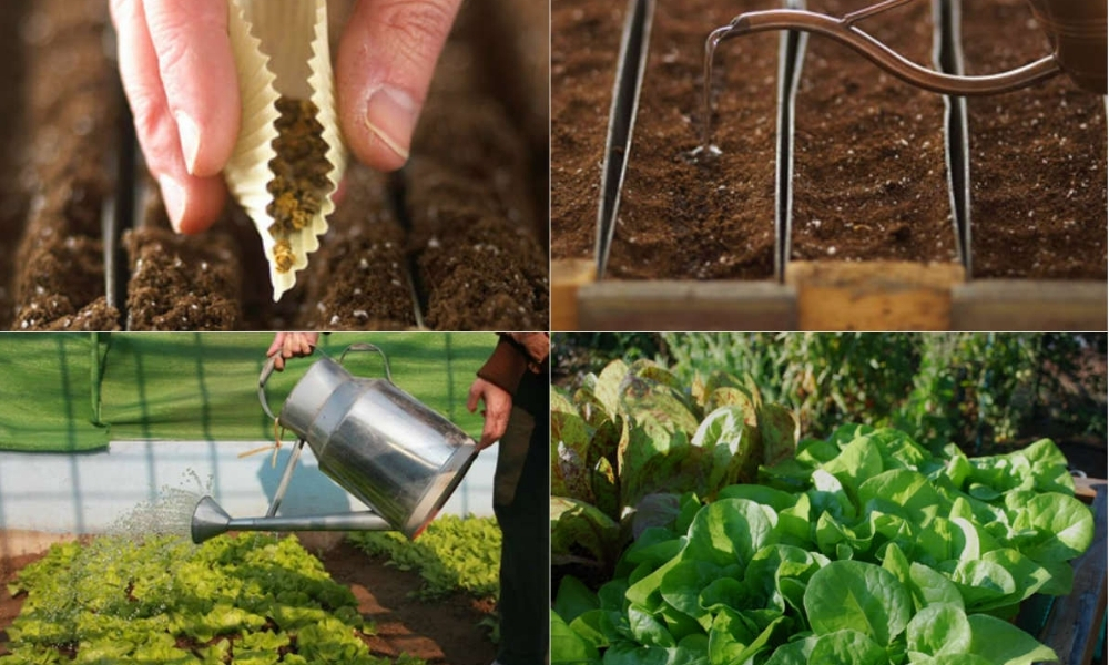 Cách trồng và chăm sóc rau hoa tháng 11