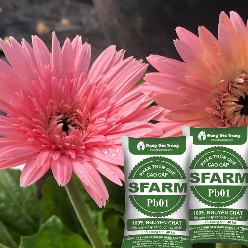 trồng hoa đồng tiền dùng phân trùn quế Sfarm