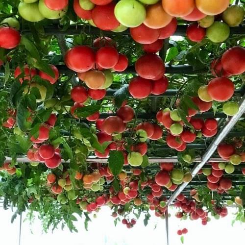 Cách trồng cà chua bạch tuộc