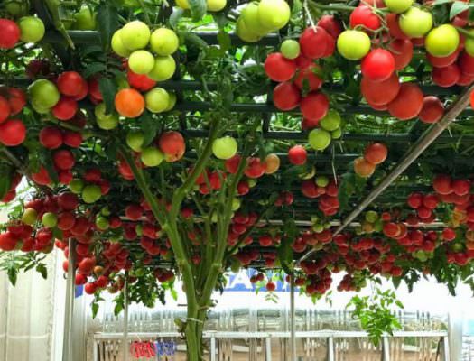 Cách trồng cà chua bạch tuộc tại nhà chuẩn nhất