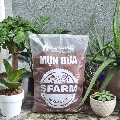 Mụn dừa SFARM trồng cỏ lúa mì