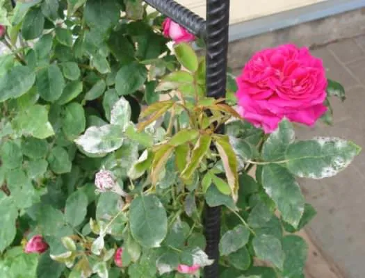 Bệnh phấn trắng trên hoa hồng