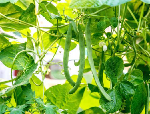 cách trồng đậu cove tại nhà