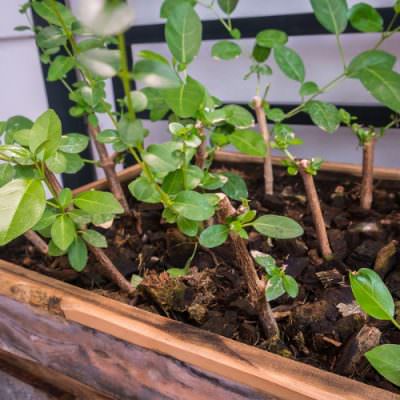 Mô hình trồng lá lốt xen trong vườn cây ăn trái  YouTube
