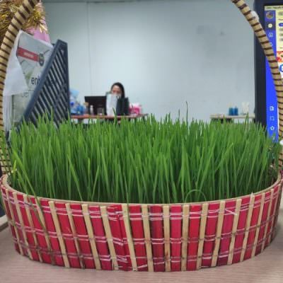 cỏ lúa mạch