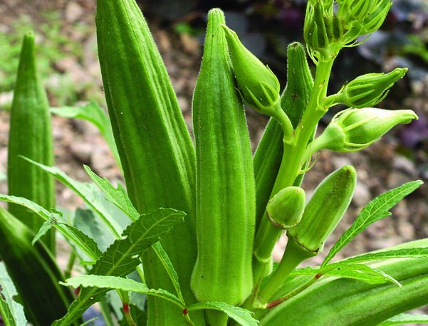 Cách Trồng Đậu Bắp Tại Nhà Cực Đơn Giản Sai Trĩu Quả - Sfarm