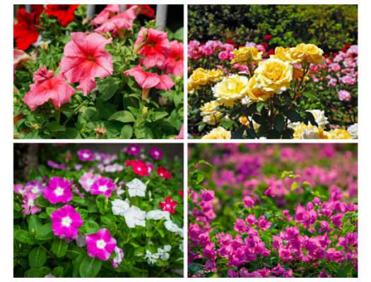 Top 9 hoa trồng mùa hè rực rỡ