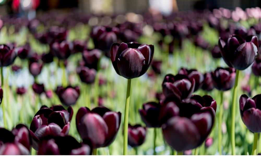 Tulip đen thể hiện sự bất diệt, trường tồn Tulip đen thể hiện sự bất diệt, trường tồn