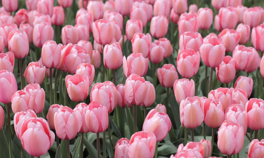 Ánh sáng cần thiết cho cách trồng hoa tulip Ánh sáng cần thiết cho cách trồng hoa tulip